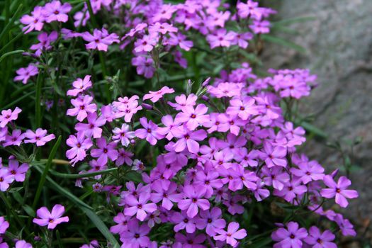 purple flowers in the garden