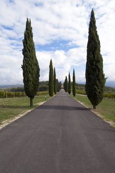 Typical road whit cypress Tuscany countryside - best of Italy