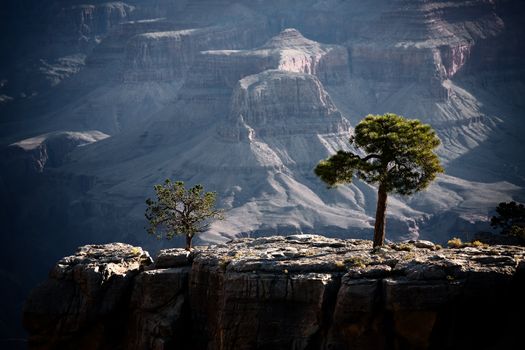 Trees on a ridge inside the Grand Canyon