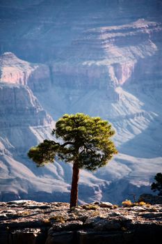 Backlit pine tree along a ridge in the Grand Canyon