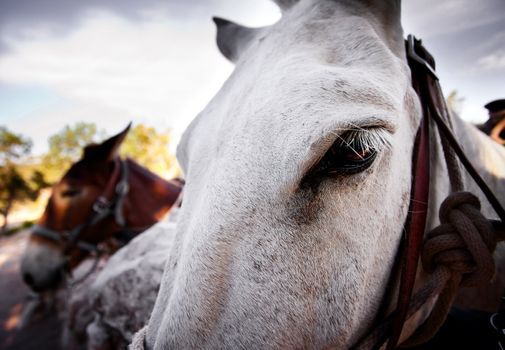 Closeup on the eye of a pack mule near the Grand Canyon