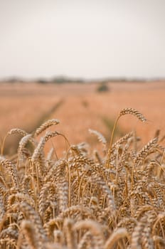 Golden wheat field with tracks and tractor in the background