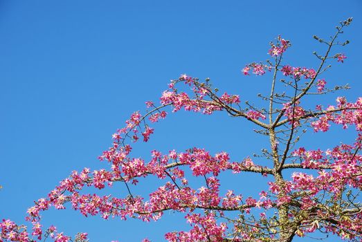 beautiful close up of a pink weigela tree with blue sky background