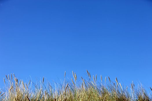 clear blue sky with grasses in the foreground 