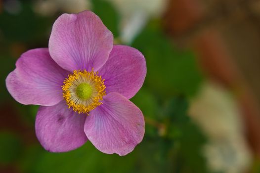 a close up image of the pink variety of the anemone (Anemone coronaria) flower, showing in detail the stamen,pistils,pollen and vains running through the petals.