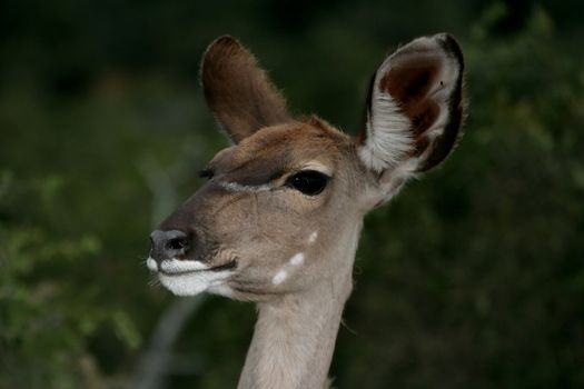 Portrait of a gentle looking kudu ewe antelope