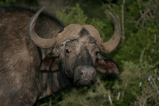 Cape buffalo from Africa with large curved horns and big ears
