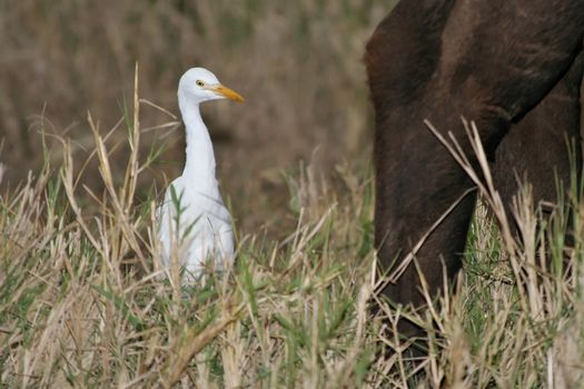 White cattle egret following a buffalo in long grass to catch insects