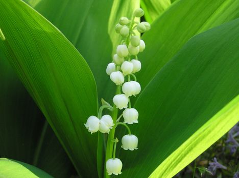 Lily of the valley with green leaves closeup