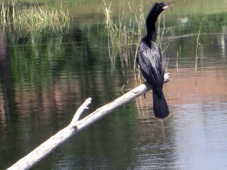 An unusual black and white bird with a long neck and beak is sitting on an old tree trunk at the lake