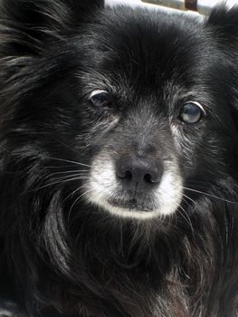 An innocent looking face of an aging dog