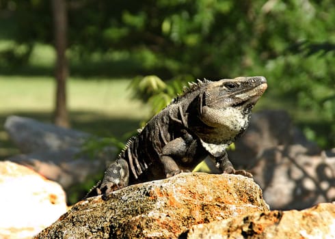 Iguana on stone in mayan site with tree