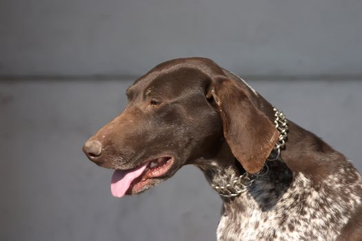 Brown hunter terrier dog with iron chain