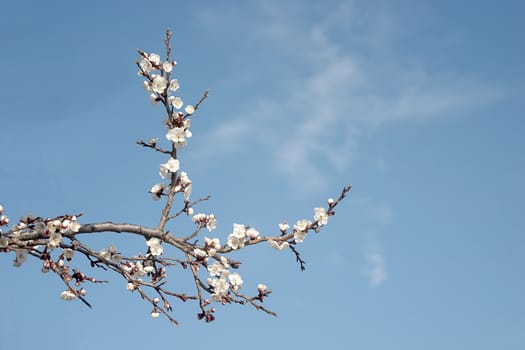 Branch with flowers at spring on sky