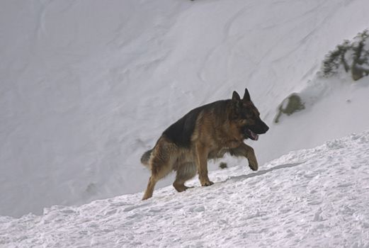 German dog climbing on big snow mountain