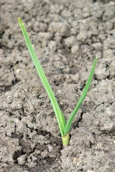 green sprout of the garlic.Fresh harvest