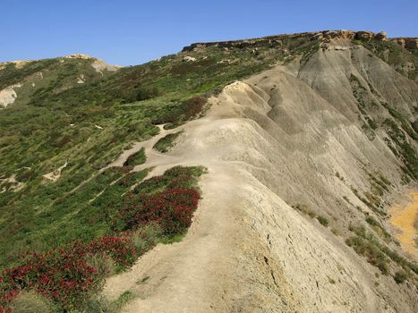 Unique and endemic flora growing on clay dunes in Malta