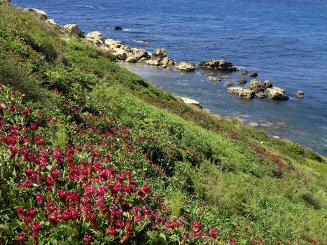 Beautiful Mediterranean countryside in Malta during late winter