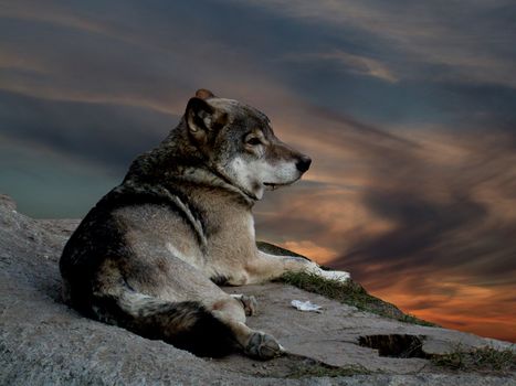 The wolf lying on stone, on background of the sundown.