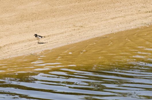 Nature and wildlife reserve providing sanctuary for birds