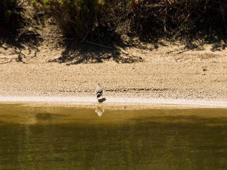 Nature and wildlife reserve providing sanctuary for birds