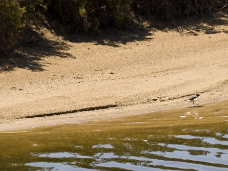 Nature and wildlife reserve providing sanctuary for birds