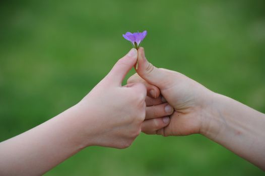 Childrens hands and flower, photo was taken on June 2009