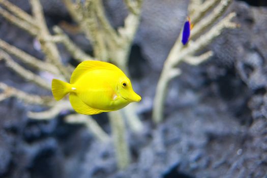 colorful tropical fish photographed in Berlin Aquarium
