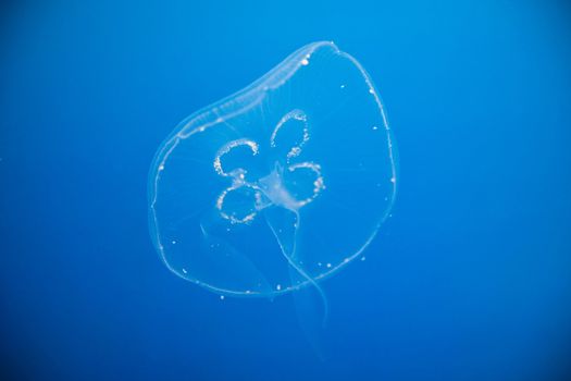 beautiful jellyfish - photo taken in Berlin Aquarium
