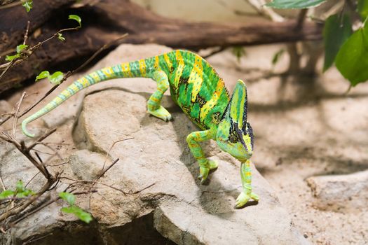 green chameleon - photo taken in Berlin Zoo