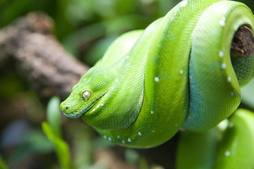 green snake - phoo taken in Berlin zoo