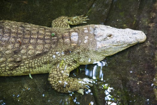 a crocodile - photo taken in Berlin zoo