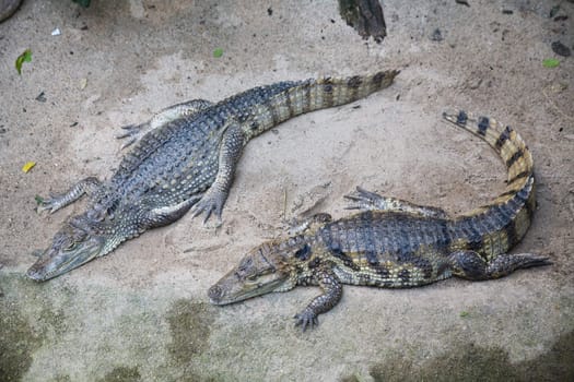 two crocodiles - photo taken in Berlin zoo