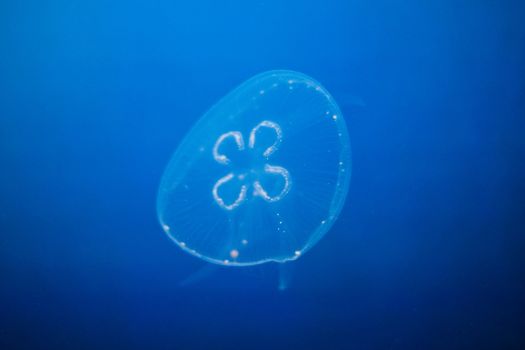 beautiful jellyfish - photo taken in Berlin Aquarium