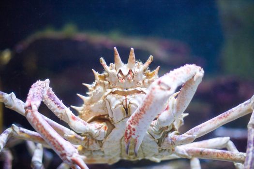 huge crustacean - photo taken in Berlin Aquarium