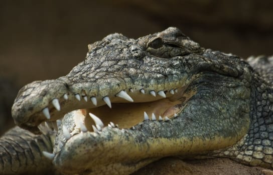 Head of big crocodile with open mouth - horizontal image