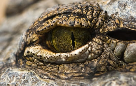 Green eye of crocodile in close view