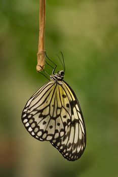 Paper Kite or Sunburst Rice Paper Butterfly resting for the night