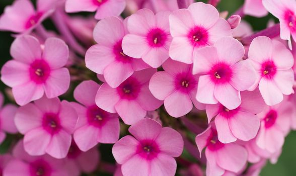 Close view on Pink phlox flowers in summer