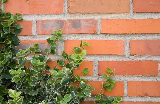 ivy leaves on bricks - perfect background