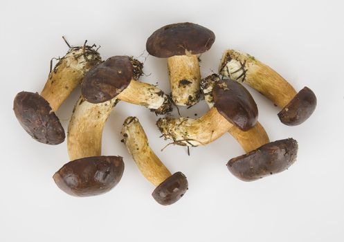 few mushrooms on white background