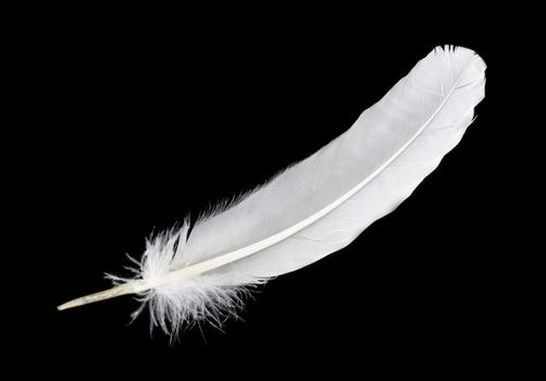 close-up big white feather, isolated on black