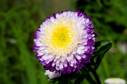 close-up single purple-white aster on green grass background