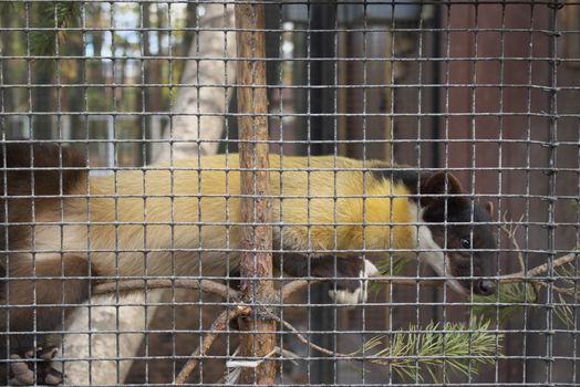 photo of the ermine in hutch in zoo