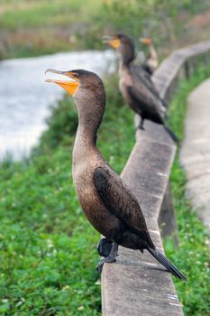 A group of birds with the open beak in the Everglades