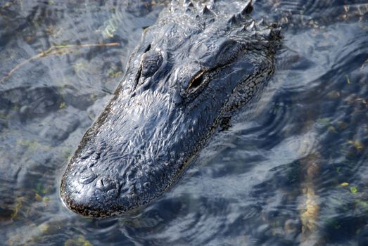 A seleeping crocodile in the heart of Everglades