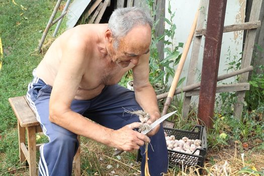 grandfather sitting on a chair and processes collected in the garden garlic