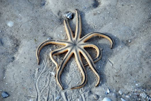 A starfish unable to get back into the water