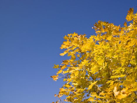 Yellow autumn leafs against a blue clear sky