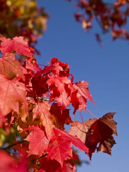 Red autumn leafs against a clear blue sky